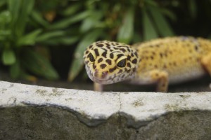 Leopardgecko 2