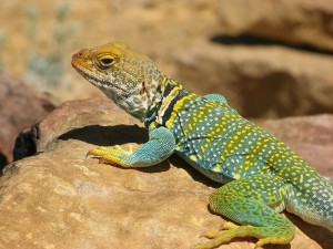 halsbandsleguan